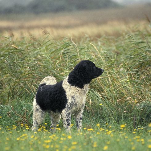 Frisian water dog standing in flowers