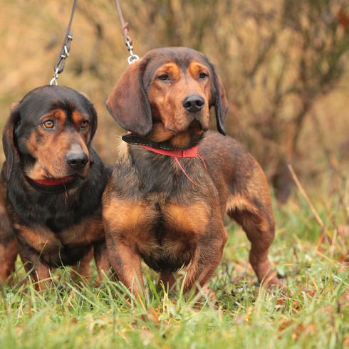 Alpine Dachsbracke