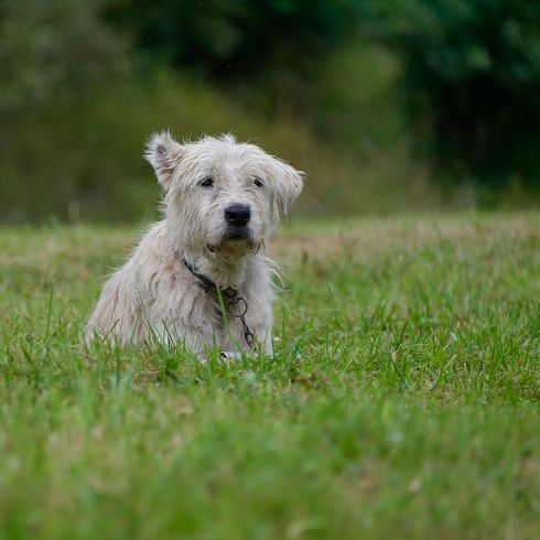 Brasov, Romania - Aug 2019: The Romanian Miorite Shepherd Dog is a large breed of guard dogs that originated in the Carpathian Mountains in Romania.