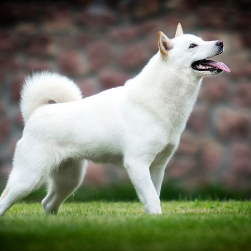 Hokkaido Japanese dog breed stands sideways