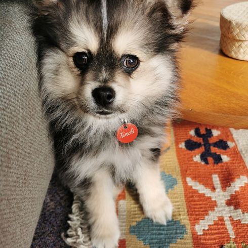 Cute fluffy Pomchi puppy portrait