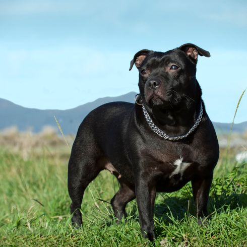 English Staffordshire Bull Terrier.