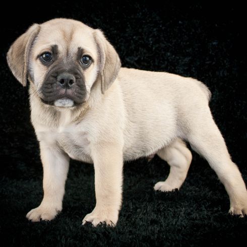 Cute little Beabull puppy on a black background.