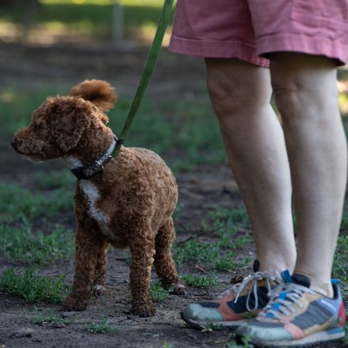 Goldendoodle dog for rent with owner in park