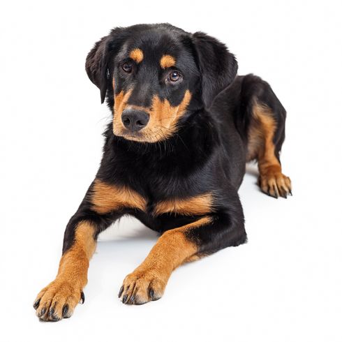 Rottweiler crossbreed puppy lies down Cute Rottweiler and Labrador mix puppy lying isolated on a white background