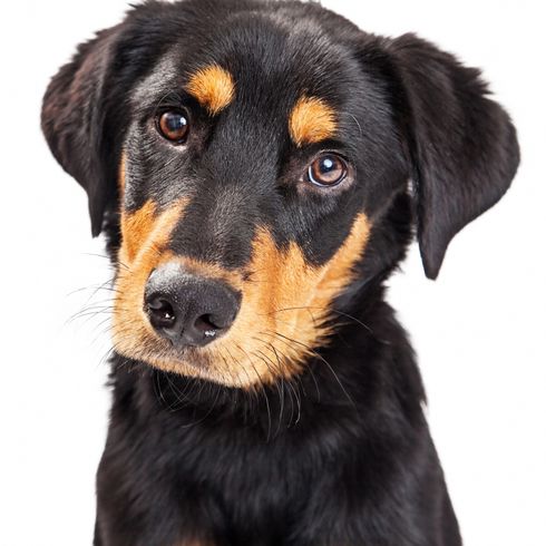 Adorable Rottweiler Crossbreed Puppy Close-up of a cute eight-month-old Rottweiler and Labrador Retriever puppy isolated on a white background