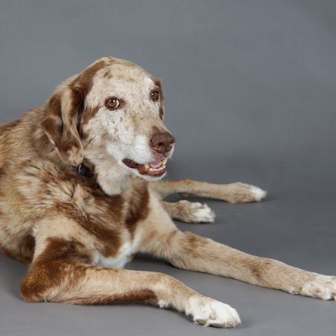 Large spotted dog in studio Beautiful big mixed Labrador and Australian Shepherd dog in studio