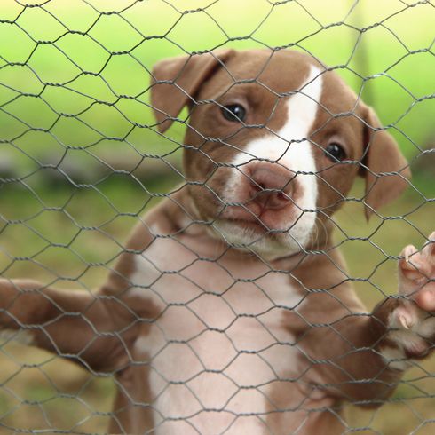 American Pit Bull Terrier puppy American Pit Bull Terrier as a small and cute dog