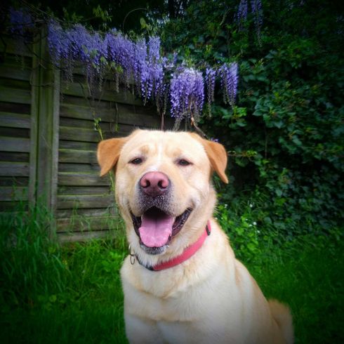 Akitador mix dog Plant,dog,carnivore,collar,grass,companion dog,dog breed,pet supplies,dog collar,muzzle,