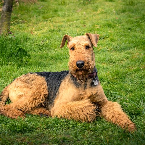 Airedale Terrier lying on a green meadow, brown black dog with curls and tilt ears, big dog similar to fox terrier