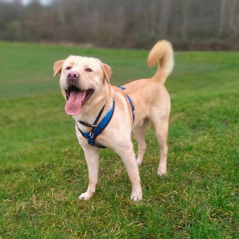 Akita Labrador mix Dog, dog breed, plant, carnivore, collar, companion dog, tree, fawn, pet supplies, grass,