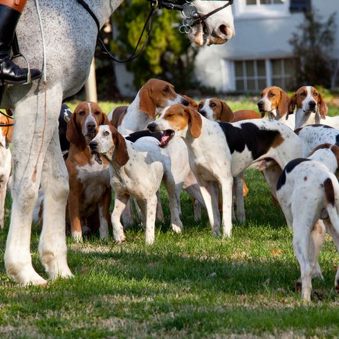 American Foxhound group stands in front of a horse, hunting dogs before the start