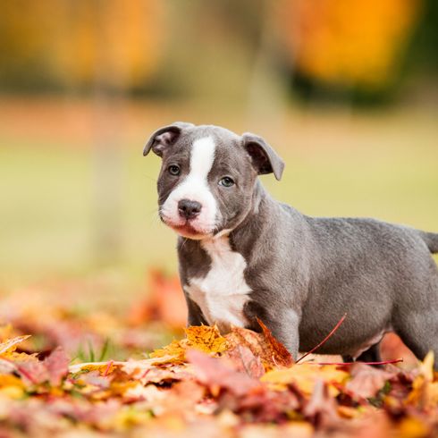 Dog,Mammal,Vertebrate,Dog breed,Canidae,American staffordshire terrier,Carnivore,Snout,Puppy,American pit bull terrier,