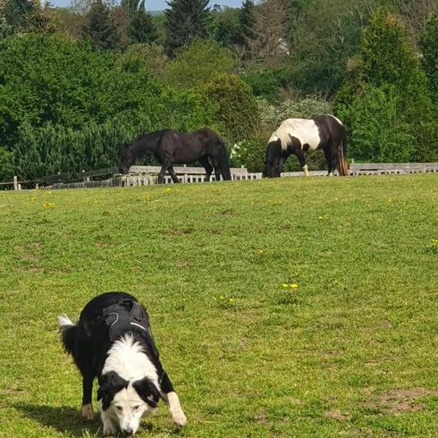 Aussie Collie © Ute Nonnweiler Himmel,Pflanze,Natürliche Umgebung,Natürliche Landschaft,Baum,Hund,Arbeitstier,Wiese,Fleischfresser,Gras,