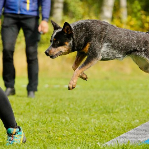 Australian Cattle Dog jumps Australian Cattle Dog in training, small brown black dog with white spots and prick ears, australian dog breed