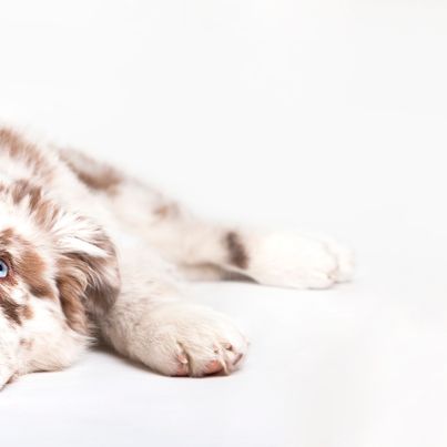 very special coloring of an Australian Shepherd dog in brown white with blue eyes and brown nose, Aussie puppy sleeps on the floor, place command while introducing the dog