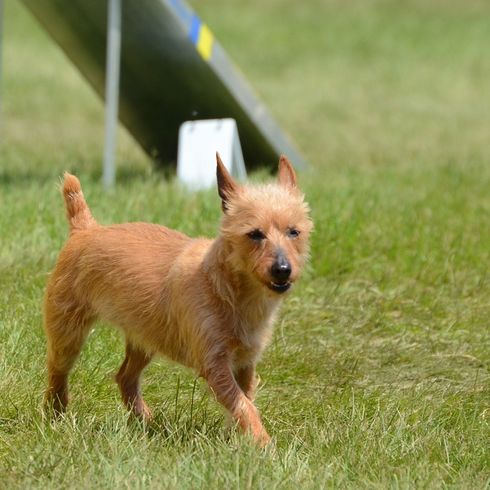 Australian Terrier, small dog breed, Australian dogs, dog with standing ears, terrier dog, beginner dog breed, dog for the city, sheepdog small, rat hunting, dog that hunted rats, dog with mane