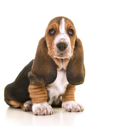 Basset Hound puppy sitting, dog similar to Beagle, puppy with brown white coloring, dog that tends to be overweight, dog with many wrinkles, but only as a puppy, dog that has very long ears, knee high dog breed, British dog