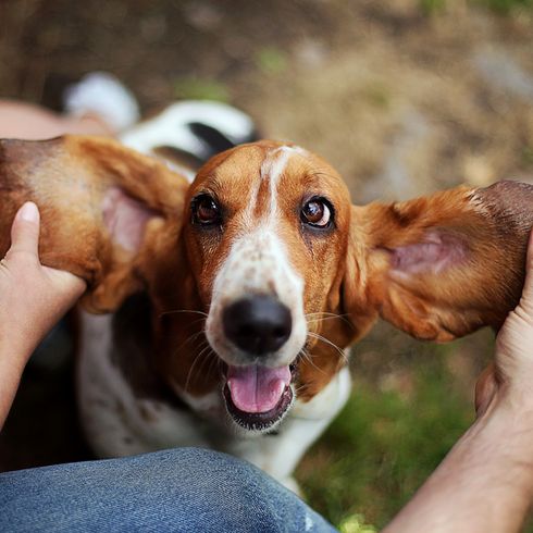 Basset has very large ears which are pulled by a human like a bat, brown white dog, tricolored dog breed similar to Beagle