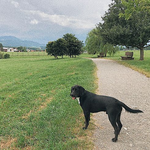 Labrador beagle mongrel in nature