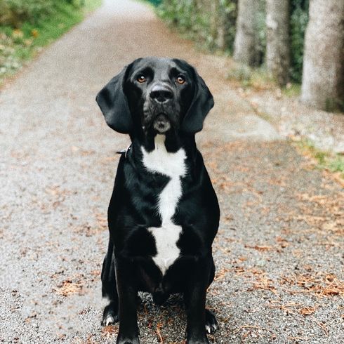 Beagle-Labrador Mongrel Dog,plant,carnivore,dog breed,tree,companion dog,grass,working animal,muzzle,hunting dog,