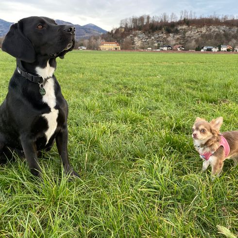 beagle labrador with chihuahua Dog, plant, cloud, sky, dog breed, carnivore, working animal, grass, fawn, companion dog,