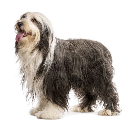 Bearded Collie grey white with long coat, shepherd dog, herding dog