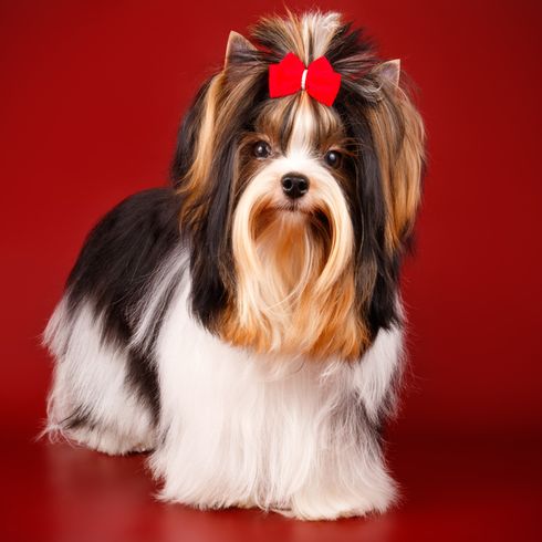 Biewer Yorkshire Terrier prepared for show with mesh in hair, dog with long coat that needs regular grooming and shearing, dog with brown white black coat, tri-coloured dog, small dog breed, energetic dogs, dog breed for allergy sufferers, dog for old people