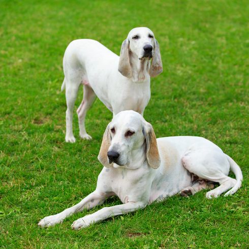 Billy dog breed lying two on a lawn, big white dog breed, dog with floppy ears, big dog with short fur and white fur