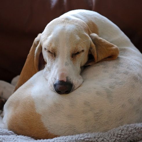 Billy sleeping Billy sleeping and curled up, Billy dog, French dog breed, dog with long floppy ears, dog from France, light dog that is very big, white dog
