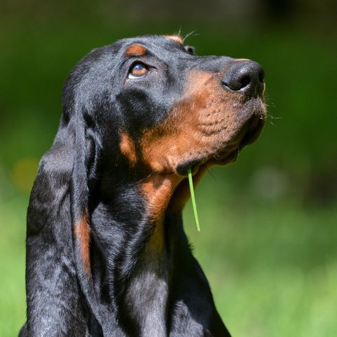 Black and Tan Coonhound, hunter dog, hunting dog, black and tan dog breed from America, American dog with long floppy ears, dog similar to Bracke, large dog breed, coon hunting dog