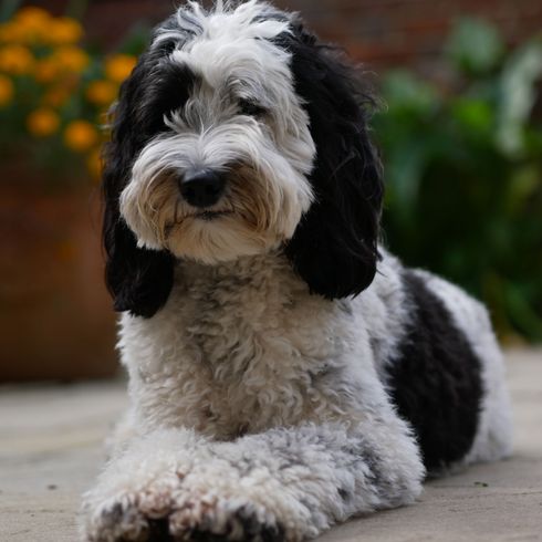 black white labradoodle Dog,Mammal,Vertebrate,Canidae,Dog breed,Carnivore,Petit basset griffon vendéen,Briquet griffon vendéen,Companion dog,Sporting Group,