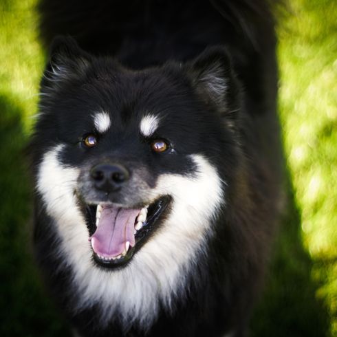 black and white Lapphund from Finland, dog with long coat similar to Husky