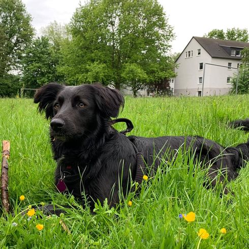 black border collie labrador mix in grass, borador full grown, labi mix, mixed breed dog with labrador and collie, borderlab, lab collie, collidor, labrador collie, labcollie, collie lab mix