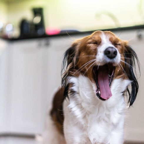 black brown white kooiker Dog,Canidae,Dog breed,Facial expression,Companion dog,Kooikerhondje,Snout,Carnivore,Sporting Group,Yawn,
