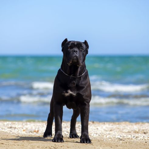 black Cane Corso at the sea with cropped ears Dog,Vertebrate,Canidae,Mammal,Dog breed,Guard dog,Carnivore,Cane corso,Snout,Sea,