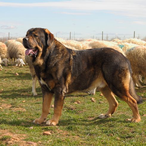 black mastiff Spain Spanish Mastiff on a pasture with sheep and protects and guards them, giant dog breed, guard dog, watch dog, large dog breed from Spain, Spanish dog breed, brown black mask, list dog, Molosser from Spain
