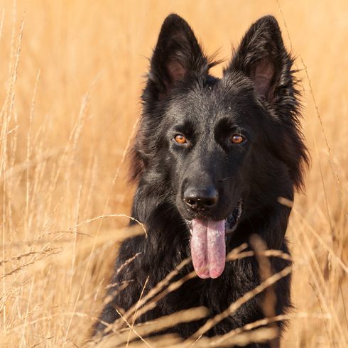 black old german shepherd dog in the field