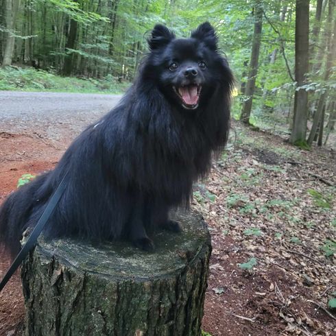 Black Sheltie Spitz Mix Dog,dog breed,plant,tree,carnivore,companion dog,muzzle,land animal,sporting group,herding dog,