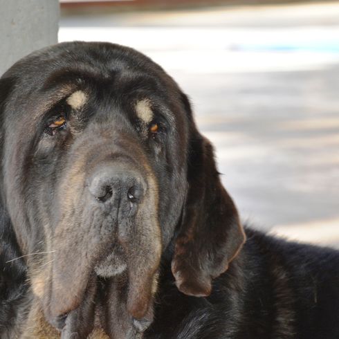 black spanish mastiff portrait Spanish Mastiff head, dog show, dog exhibition, giant dog breed, guard dog, watch dog, large dog breed from Spain, Spanish dog breed, black dog, list dog, molosser from Spain