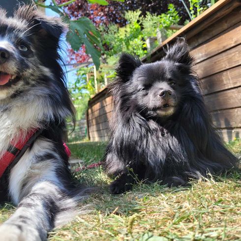 black white and black spitz mongrel Dog, plant, dog breed, carnivore, working animal, companion dog, collar, muzzle, dog accessories, grass,