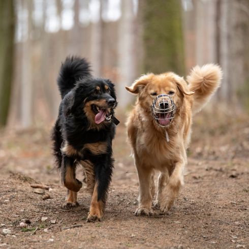 Dog,Mammal,Vertebrate,Dog breed,Canidae,Carnivore,Nova scotia duck tolling retriever,Sporting Group,Hovawart,Basque shepherd dog,