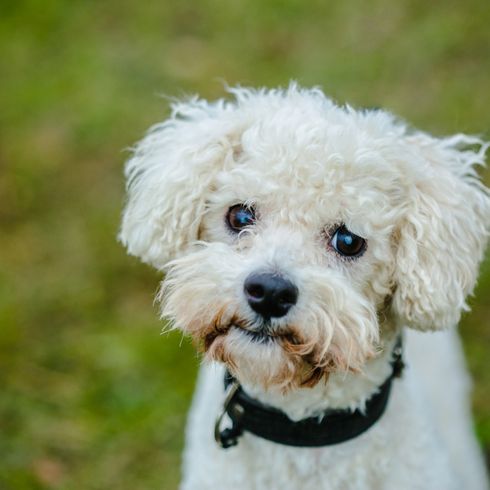 Bolognese dog, dog from Italy, small white dog breed, dog similar to Maltese, dog similar to Havanese, dog with curls, family dog