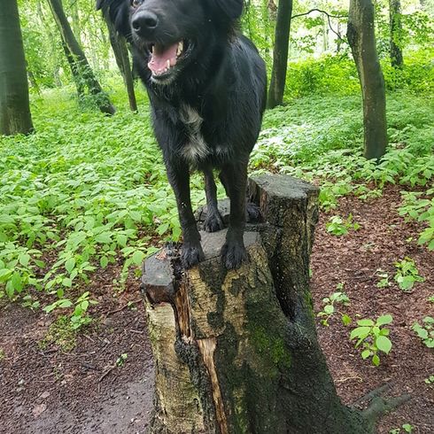 black border collie labrador mix in forest, borador full grown, labi mix, mixed breed dog with labrador and collie, borderlab, lab collie, collidor, labrador collie, labcollie, collie lab mix