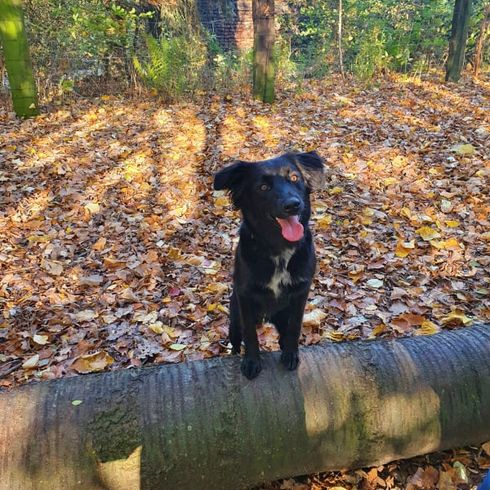 black border collie labrador mix in forest, borador full grown, labi mix, mixed breed dog with labrador and collie, borderlab, lab collie, collidor, labrador collie, labcollie, collie lab mix