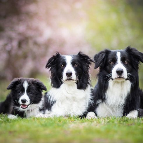 Border Collie dog family with puppy Dog,Mammal,Vertebrate,Australian collie,Dog breed,Canidae,Border collie,Stabyhoun,Carnivore,Herding dog,
