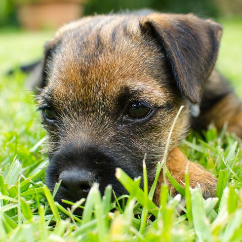 small border terrier puppy lies on a green meadow, brown black dog that stays small