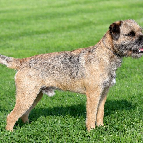 Border Terrier Full Body Dogs with a short tail, border terrier, rough haired dogs, dog with brown black coat, small dog breed