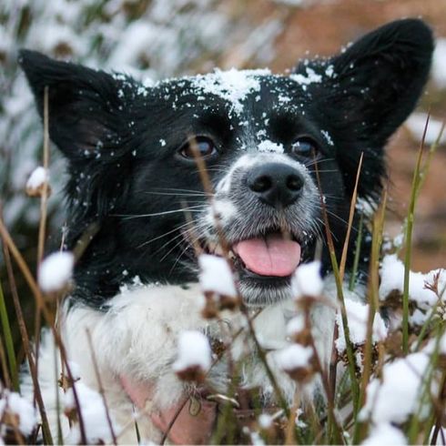 Hund,Pflanze,Hunderasse,Fleischfresser,Schnurrhaare,Schnee,Kitz,Gras,Zweig,Schnauze,