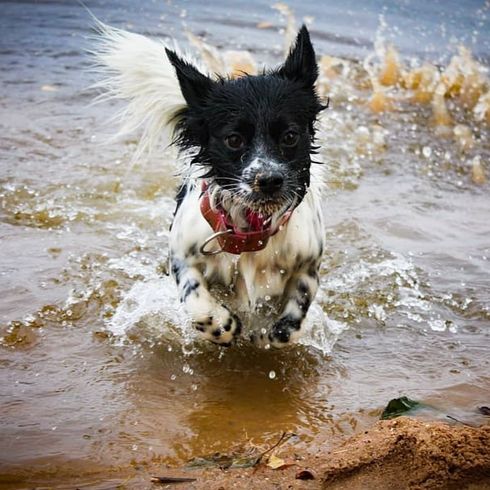 Borderhund © Sarah Englert Wasser,Hund,Fleischfresser,Hunderasse,Begleithund,Strand,Schnauze,Windwelle,Sportliche Gruppe,Hundeversorgung,
